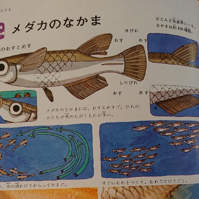 学研(ガッケン)の学研の図鑑 魚 エンタメ/ホビーの本(絵本/児童書)の商品写真