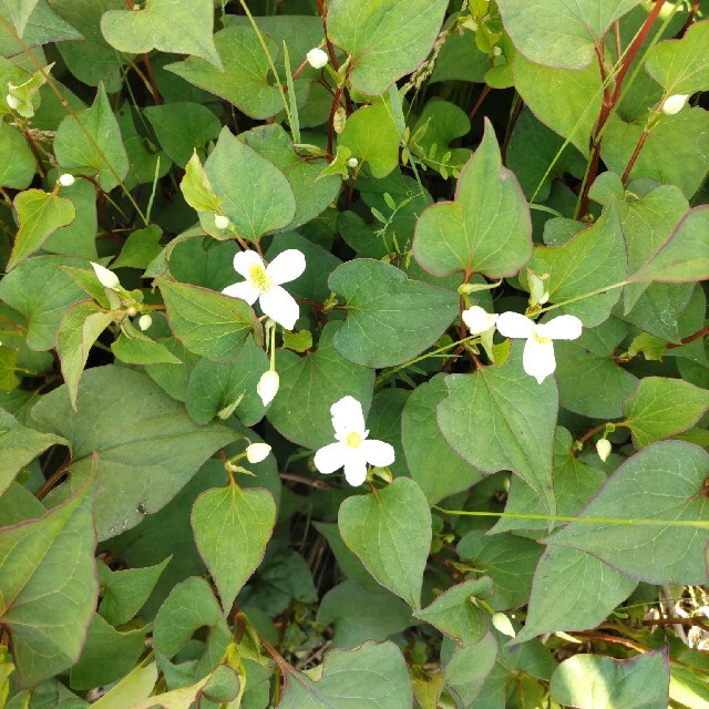 ドクダミの生葉７０枚　完全無農薬 食品/飲料/酒の食品(野菜)の商品写真