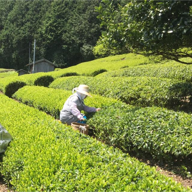 静岡新茶　川根茶　上煎茶200gx4  低農薬　農家直売　 食品/飲料/酒の飲料(茶)の商品写真