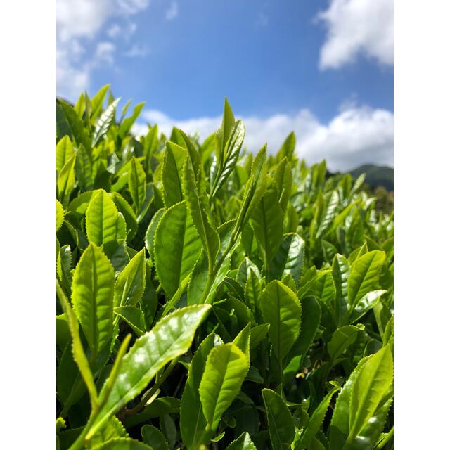 静岡新茶　川根茶　上煎茶200gx4  低農薬　農家直売　 食品/飲料/酒の飲料(茶)の商品写真
