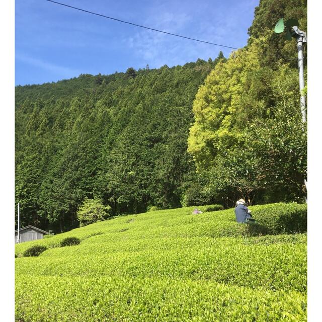 静岡新茶　川根茶　上煎茶200gx4  低農薬　農家直売　 食品/飲料/酒の飲料(茶)の商品写真