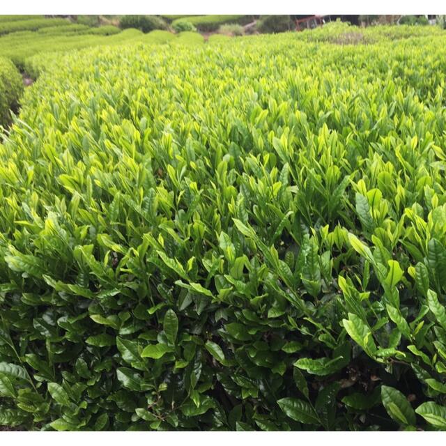 静岡新茶　川根茶　上煎茶200gx4  低農薬　農家直売　 食品/飲料/酒の飲料(茶)の商品写真