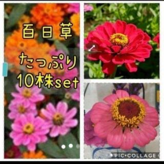 百日草  花苗 10本 セット(その他)