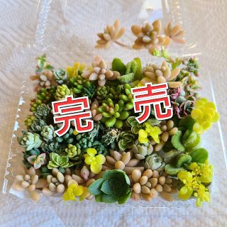 多肉植物　秘め秀麗と他カット苗　色々(その他)