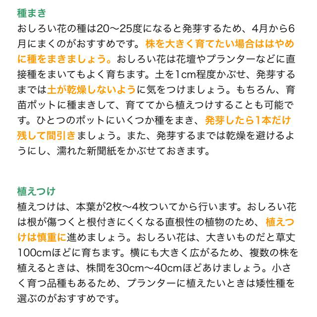 オシロイバナの種(ピンク、白、黄色)ミックスカラー300粒 ハンドメイドのフラワー/ガーデン(その他)の商品写真