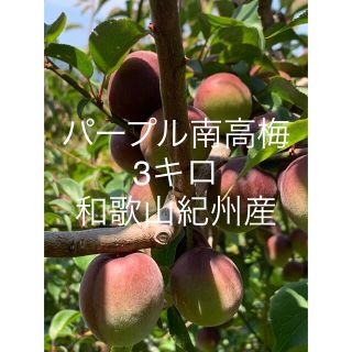 パープル南高梅3kg 和歌山紀州産　残りわずかとなります(フルーツ)