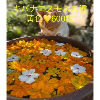 キバナコスモスの種(黄色💛600粒)(その他)