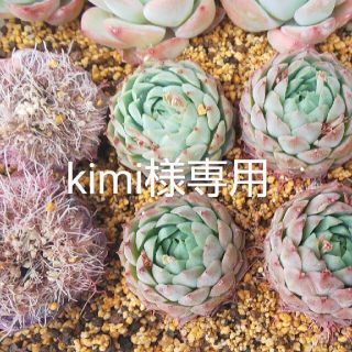 kimi様専用ページ(その他)