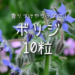 【ボリジのタネ】10粒 種子 種 ハーブ 花 料理(その他)