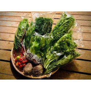多彩な食味のサラダボウルが作れる詰め合わせセット【新鮮サラダ野菜12品目】(野菜)