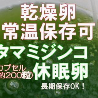 種親にオススメ　国産純粋　タマ　ミジンコ　みじんこ　乾燥　休眠卵　2カプセル(アクアリウム)