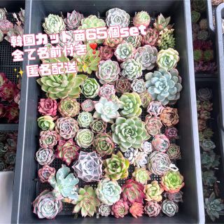 多肉植物　お得な韓国苗65苗セット　匿名　ヤマト発送　エケベリア (その他)