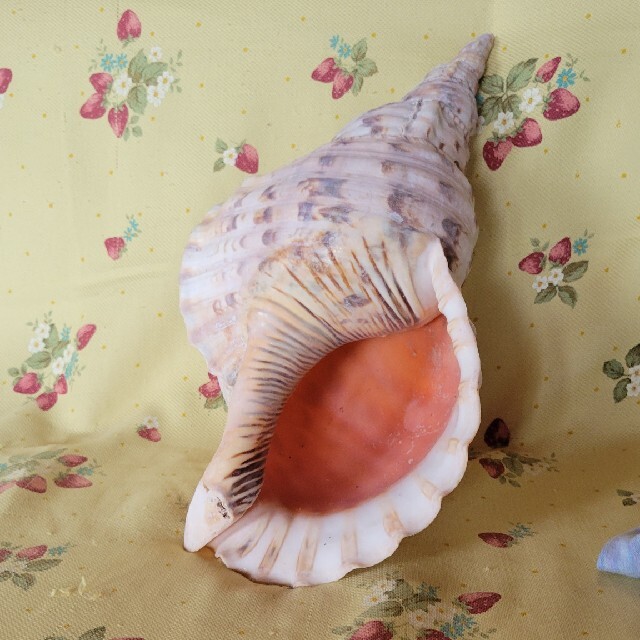 法螺貝 ほら貝 ホラ貝 特大 - 置物