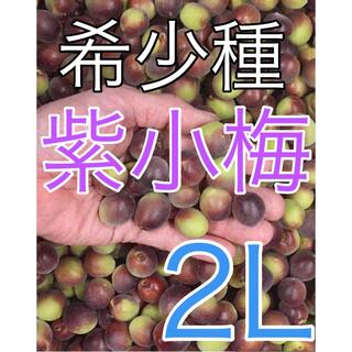 r2304 希少種「紫小梅」2kg 2L 紀州パープル系小梅　和歌山産　青梅(フルーツ)