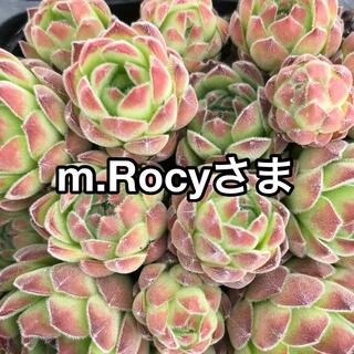 m.Rocy様専用センペルビウム2種多肉植物(その他)