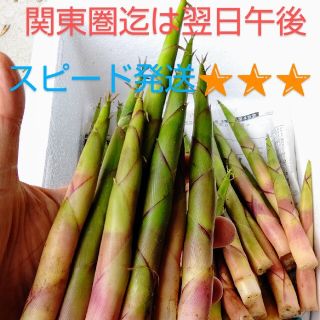 バンブーヴィレッジ様専用 3kg青森産 天然根曲がり竹(野菜)