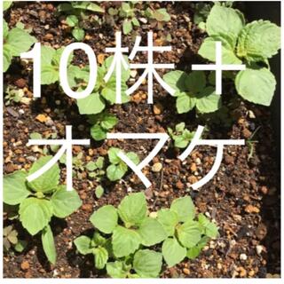 大葉苗10株＋オマケ(野菜)