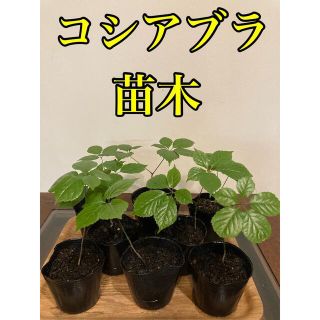 コシアブラ　山菜　苗  苗木  ８本(プランター)