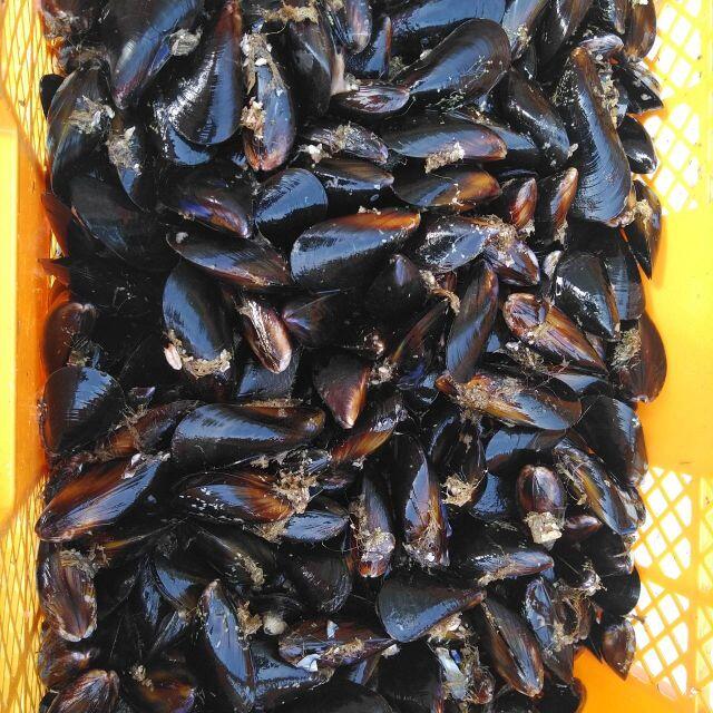 釣り餌に ムール貝 ムラサキイガイ3kg冷凍品 イガイ カラス貝 釣り餌に ムール貝 ムラサキイガイ3kg冷凍品 イガイ カラス貝