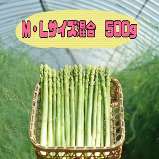 グリーンアスパラガス　500㌘(野菜)