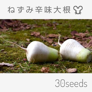 ～信州伝統～固定種 ねずみ辛味大根 種30粒(野菜)