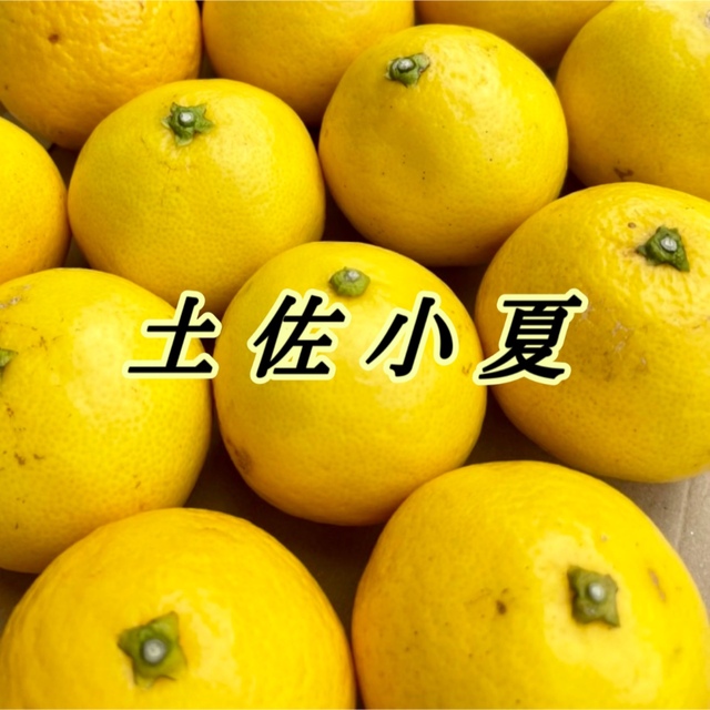 土佐小夏 コンパクト 食品/飲料/酒の食品(フルーツ)の商品写真