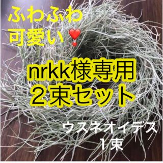 nrkk様専用❣️ウスネオイデス2束分‼️初心者カンタン育成マニュアル付き❣️(その他)