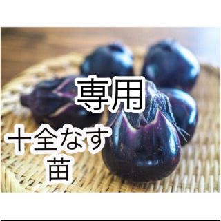 ◎無農薬◎ 新潟黒十全茄子 苗2株 + オマケ(その他)