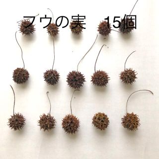 フウの実　煮沸済み　天日干し済み(アクアリウム)