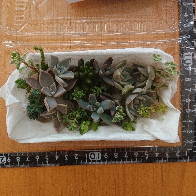 多肉植物 カット苗 寄せ植え ハンドメイドのフラワー/ガーデン(その他)の商品写真