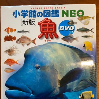 ショウガクカン(小学館)の小学館の図鑑 NEO 魚 DVD付 新版(絵本/児童書)