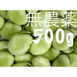 河内一寸豆　むき身　500g(野菜)