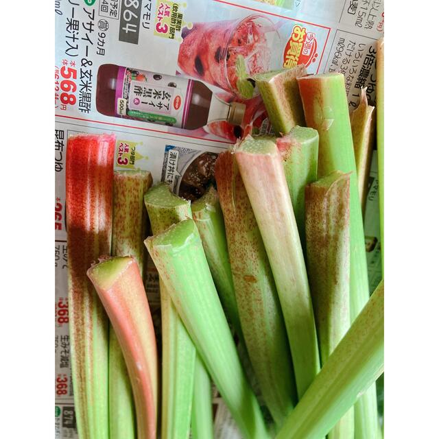 信州産無農薬ルバーブ 食品/飲料/酒の食品(野菜)の商品写真