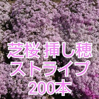 芝桜 挿し穂 ストライプ200本(その他)