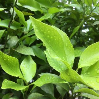 アゲハ蝶の餌　完全無農薬夏蜜柑&レモンの葉(その他)