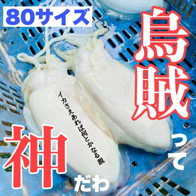 魚介❌完売中❌愛媛 今治産 イカ  烏賊  詰め合わせ  鮮魚 3キロ前後