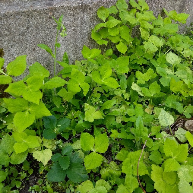 みつば　a4サイズ入るだけ! 食品/飲料/酒の食品(野菜)の商品写真