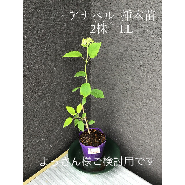 よっさん様ご検討用です　＊＊＊アナベル 挿木苗花芽付き2株I ,L＊＊＊ ハンドメイドのフラワー/ガーデン(プランター)の商品写真