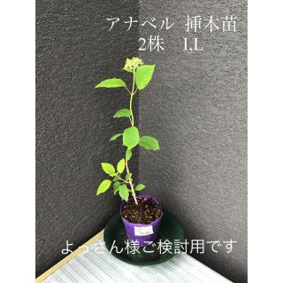 よっさん様ご検討用です　＊＊＊アナベル 挿木苗花芽付き2株I ,L＊＊＊(プランター)