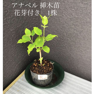 ＊＊＊　アナベル  挿木苗　花芽付き　1株　K ＊＊＊(プランター)