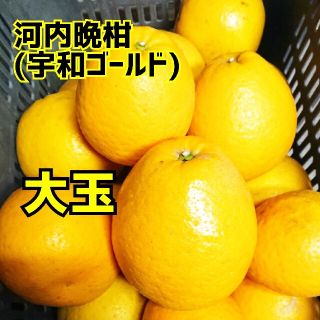 【限定】愛媛産☆河内晩柑(宇和ゴールド)☆大玉 家庭用 15ｷﾛ箱(フルーツ)