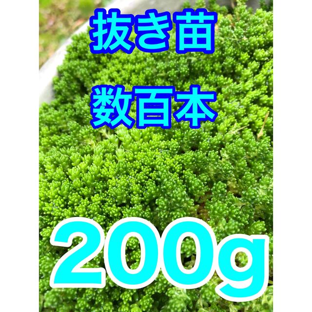 多肉植物　セダム抜き苗モリモリ200g 即購入歓迎 ハンドメイドのフラワー/ガーデン(その他)の商品写真