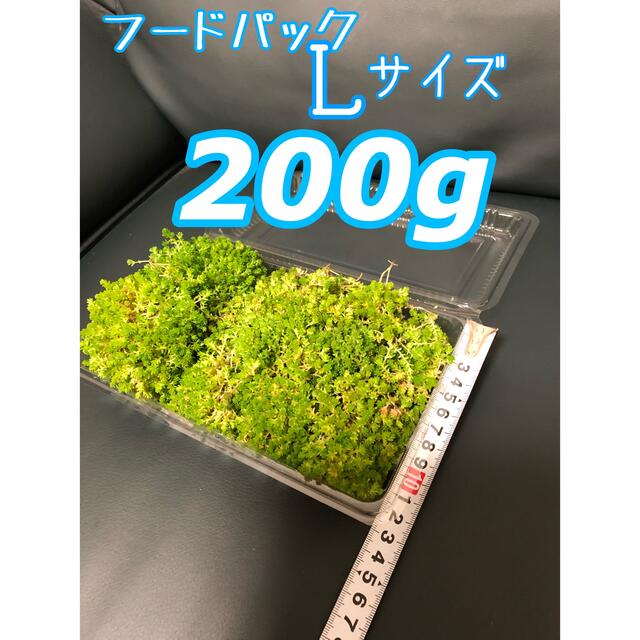 多肉植物　セダム抜き苗モリモリ200g 即購入歓迎 ハンドメイドのフラワー/ガーデン(その他)の商品写真