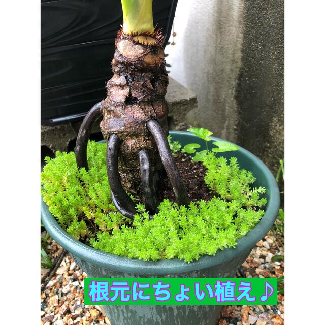 多肉植物　セダム抜き苗モリモリ200g 即購入歓迎 ハンドメイドのフラワー/ガーデン(その他)の商品写真