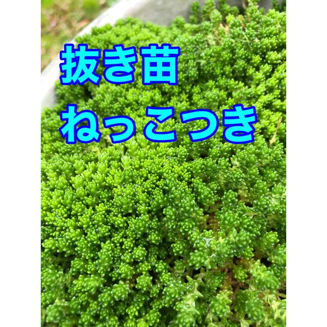 多肉植物　セダム抜き苗モリモリ200g 即購入歓迎 ハンドメイドのフラワー/ガーデン(その他)の商品写真