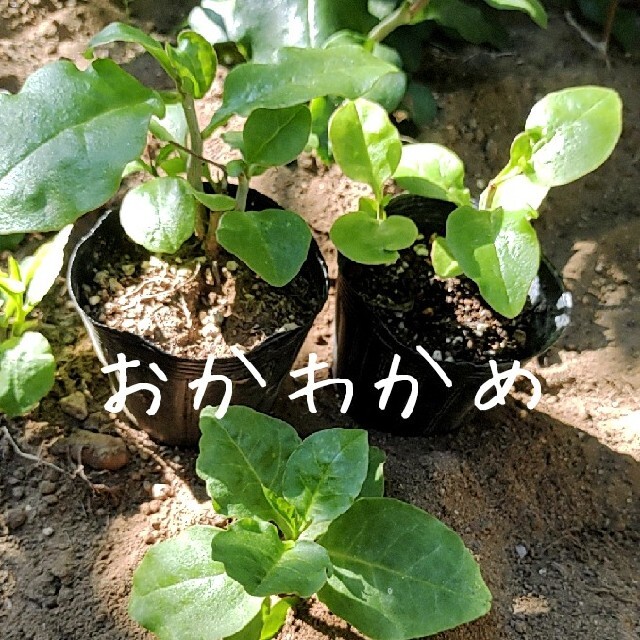 【おかわかめ】抜き苗 ハンドメイドのフラワー/ガーデン(その他)の商品写真