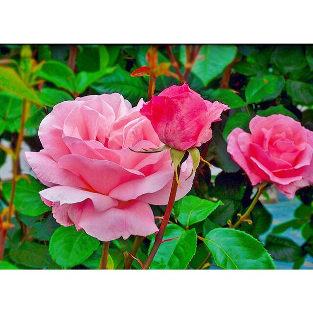 伊莉莎白女王 (クイーン・エリザベス)バラ四季咲き、ピンク、木立性、挿木苗2本 ハンドメイドのフラワー/ガーデン(その他)の商品写真