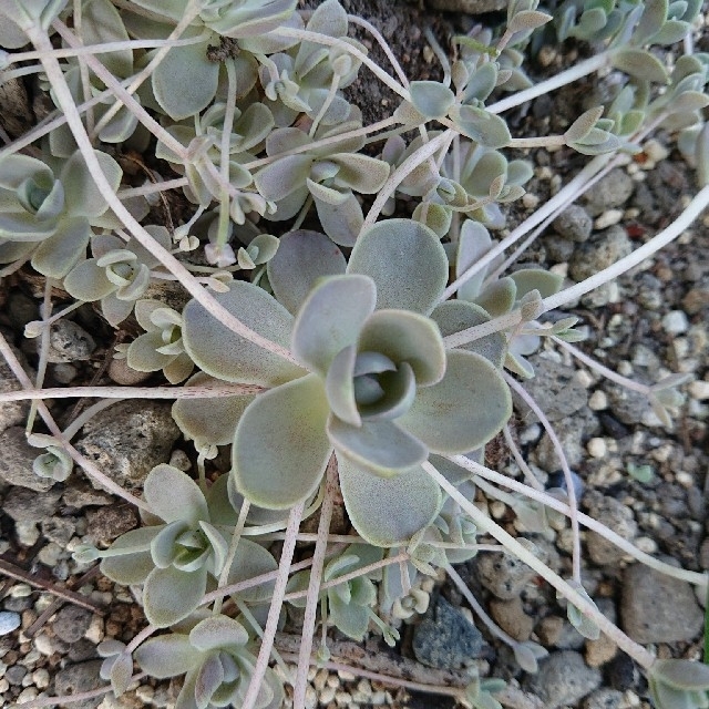 ????????子持ち蓮華????????多肉植物♪抜き苗♪