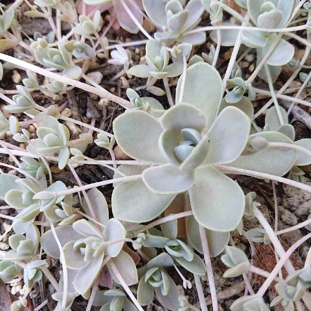 ????????子持ち蓮華????????多肉植物♪抜き苗♪