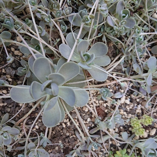 ????????子持ち蓮華????????多肉植物♪抜き苗♪